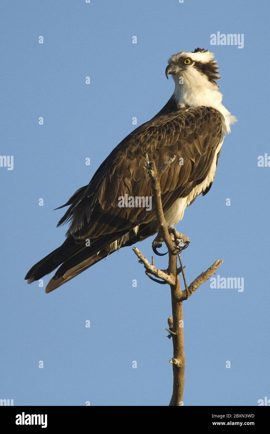 Australian fish eagle hires stock photography and images Alamy