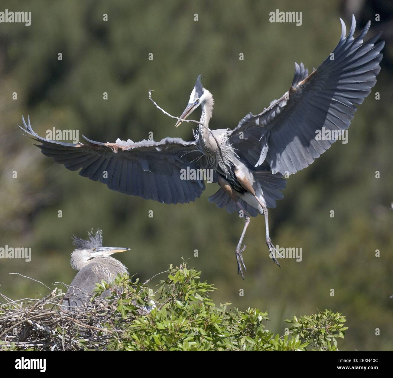 ardea herodias , great blue heron, blue crane, Florida, USA Stock Photo