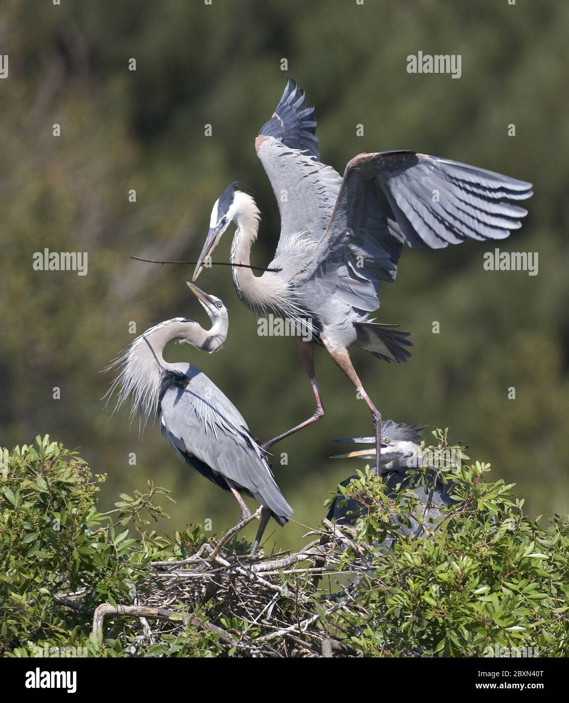 ardea herodias , great blue heron, blue crane, Florida, USA Stock Photo