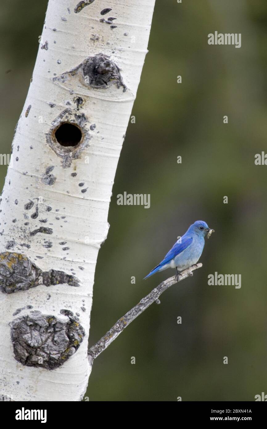 Sialia currucoides, Mountain Bluebird Stock Photo