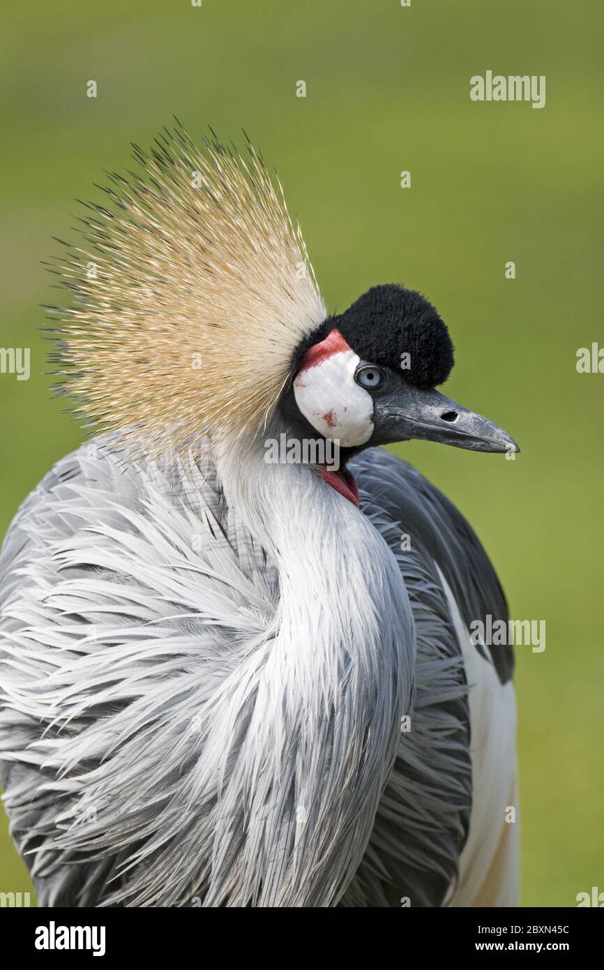 black crowned crane Stock Photo - Alamy