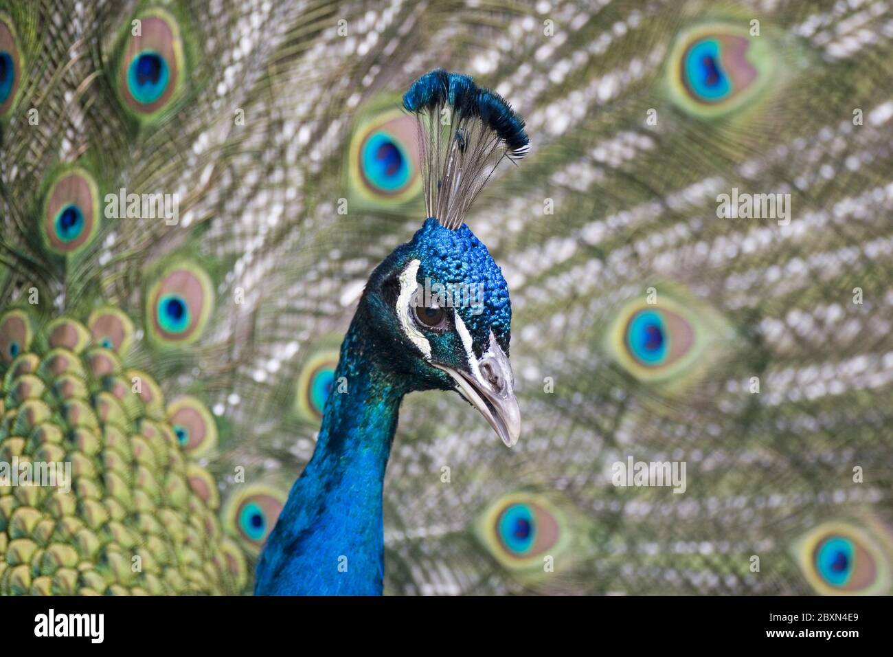 pavo cristatus, indian peafowl, blue peafowl, common peacock Stock Photo