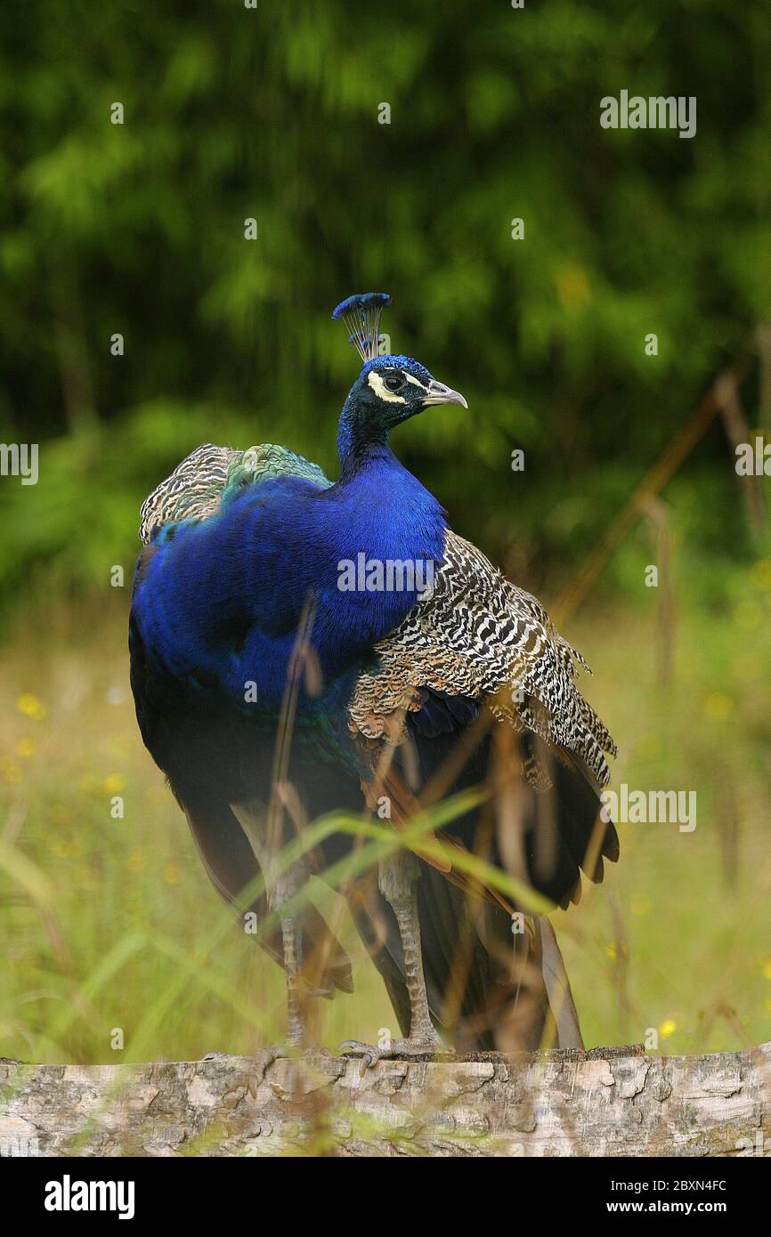 pavo cristatus, indian peafowl, blue peafowl, common peacock Stock Photo
