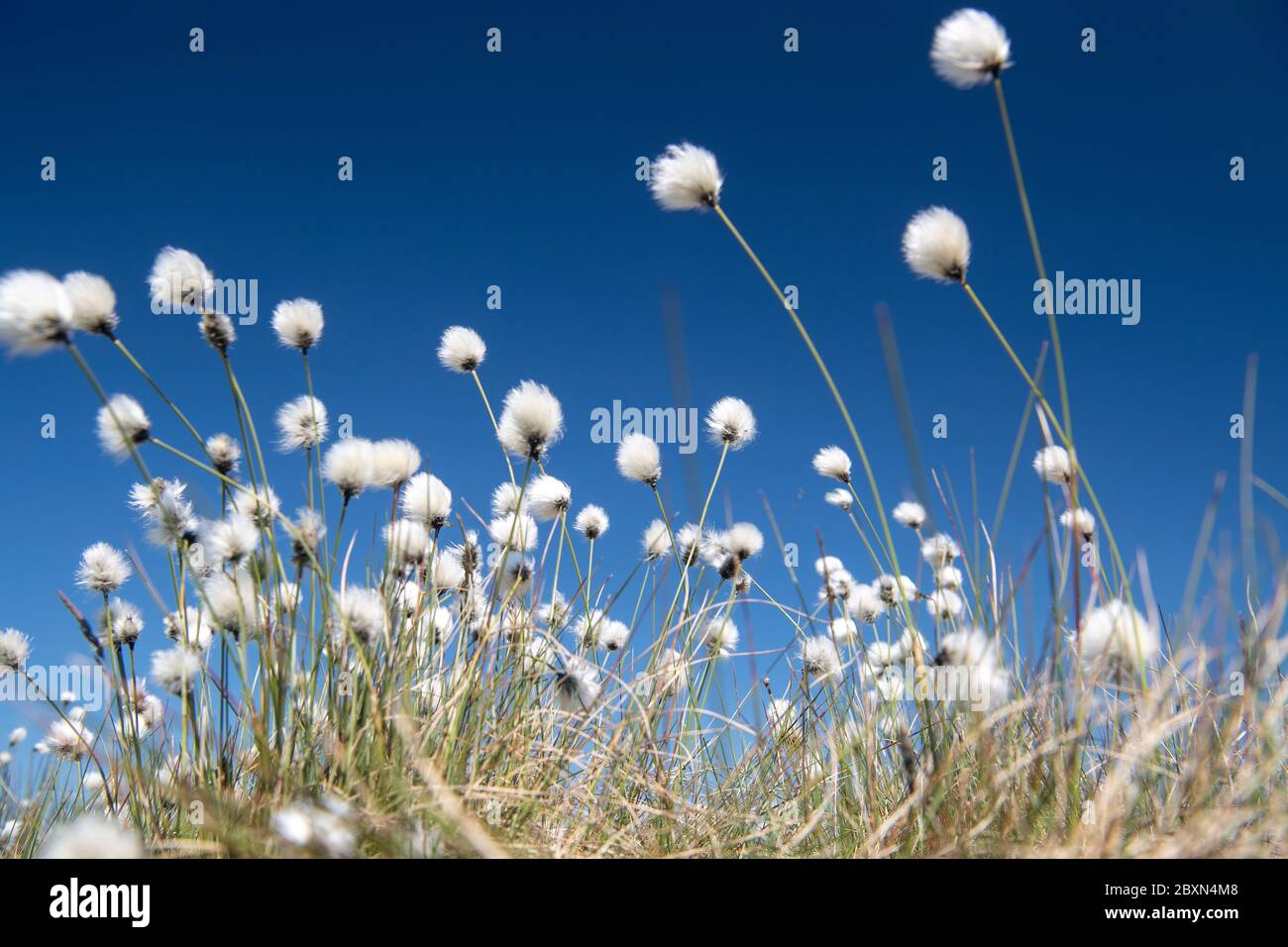 Cotton Grass, Eriophorum angustifolium, flowering on moorland in