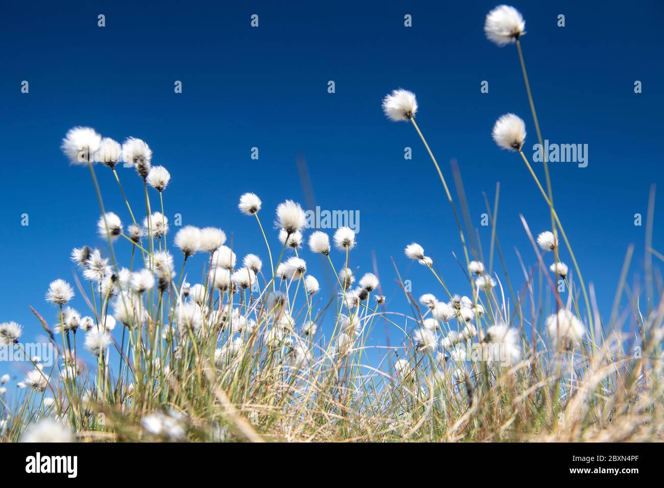 Cotton Grass, Eriophorum angustifolium, flowering on moorland in