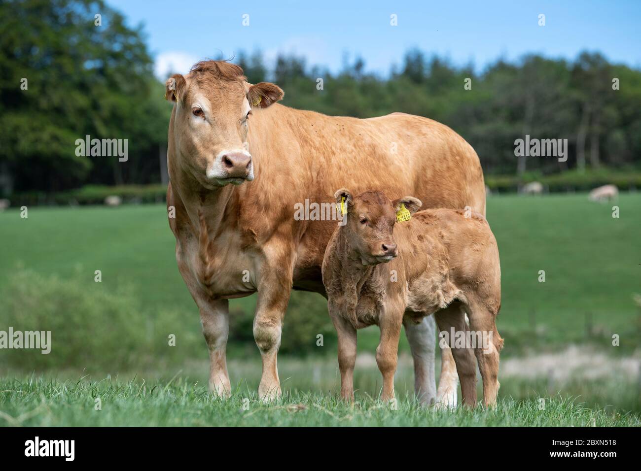 Limousin cow and calf, in a pasture, Scotland, UK Stock Photo - Alamy