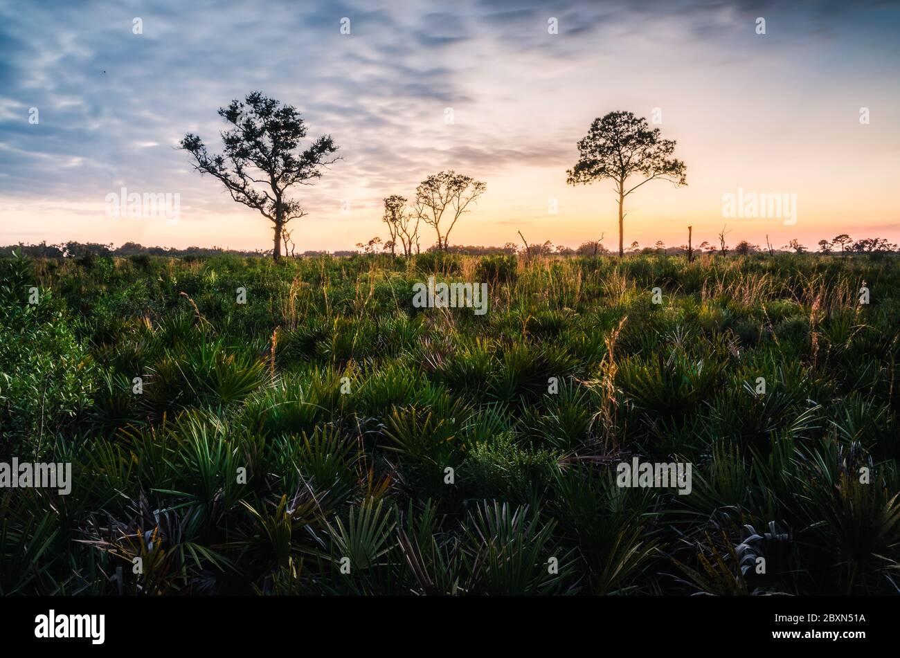 Shrub-like palms in the foreground of a sunlit pine prairie. Myakka River State Park. Stock Photo