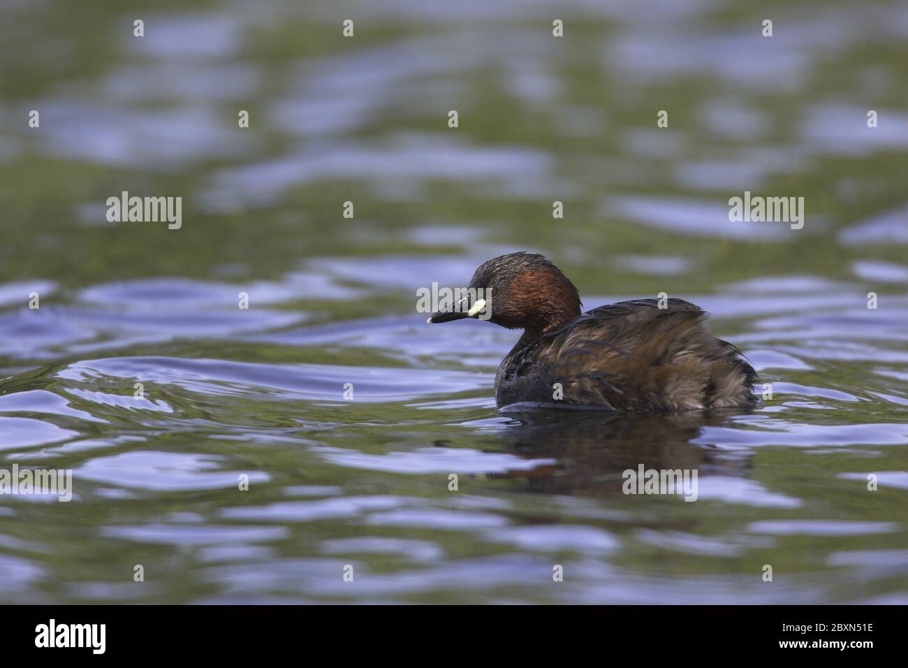 Tachybaptus ruficollis, Littel Grebe Stock Photo