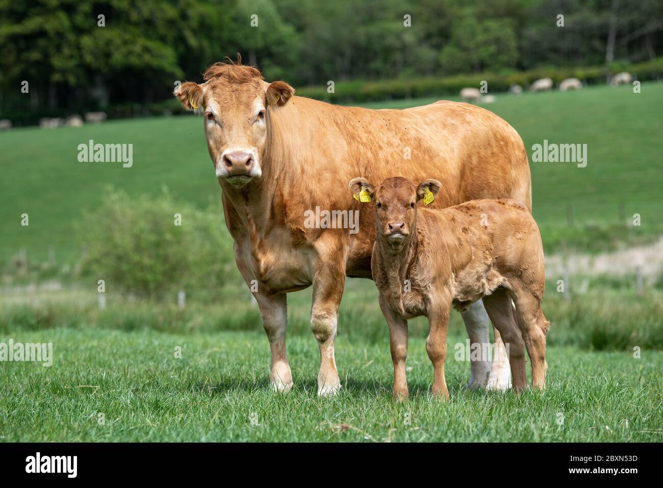 Limousin cow and calf, in a pasture, Scotland, UK Stock Photo - Alamy