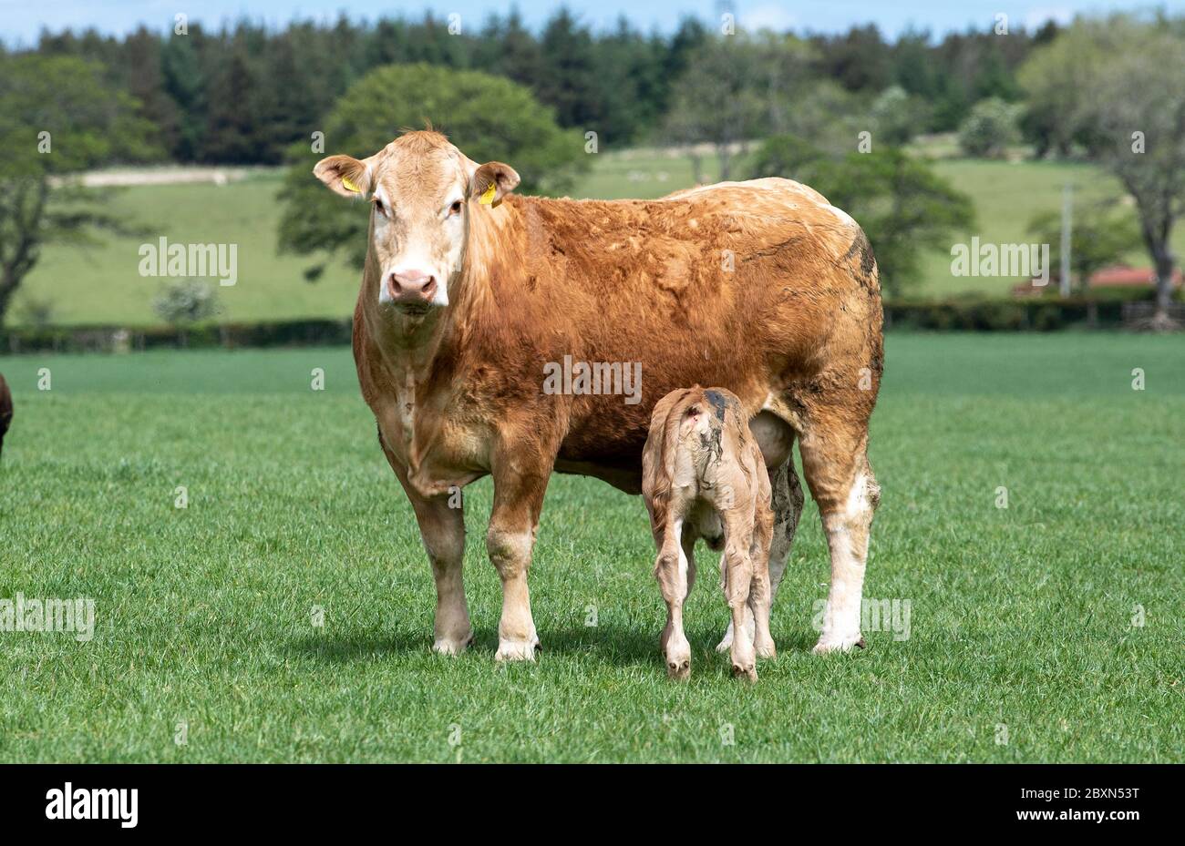 Limousin cow and calf, in a pasture, Scotland, UK Stock Photo - Alamy