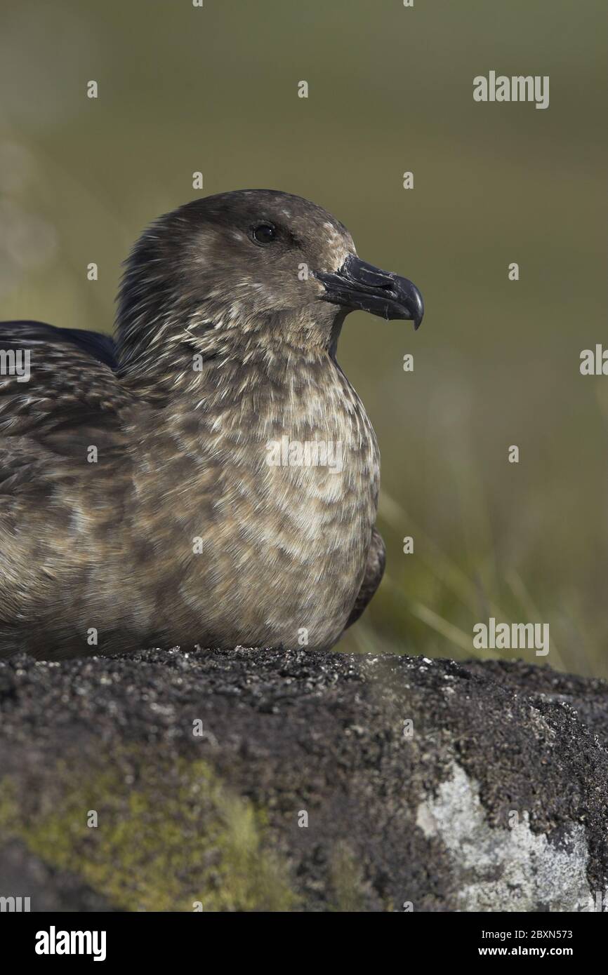 Stercorarius skua, stercorariidae, Skua Stock Photo Alamy