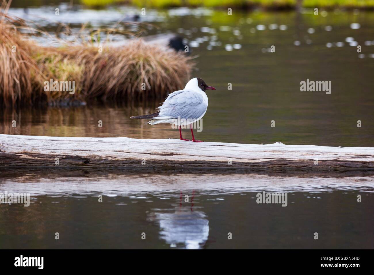 Water of marsh in background hi-res stock photography and images - Alamy