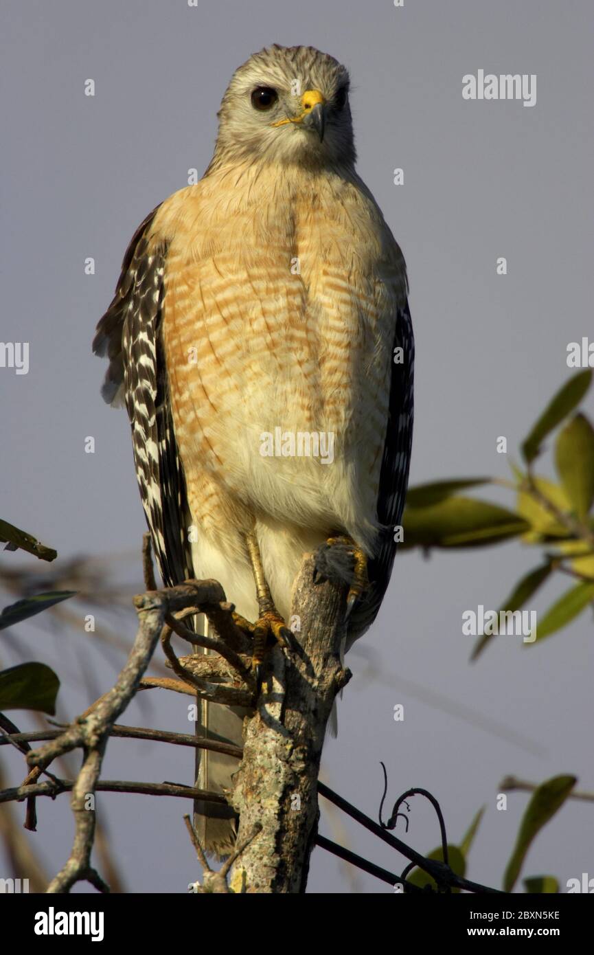 Buteo lineatus, Red-shouldered Hawk Stock Photo