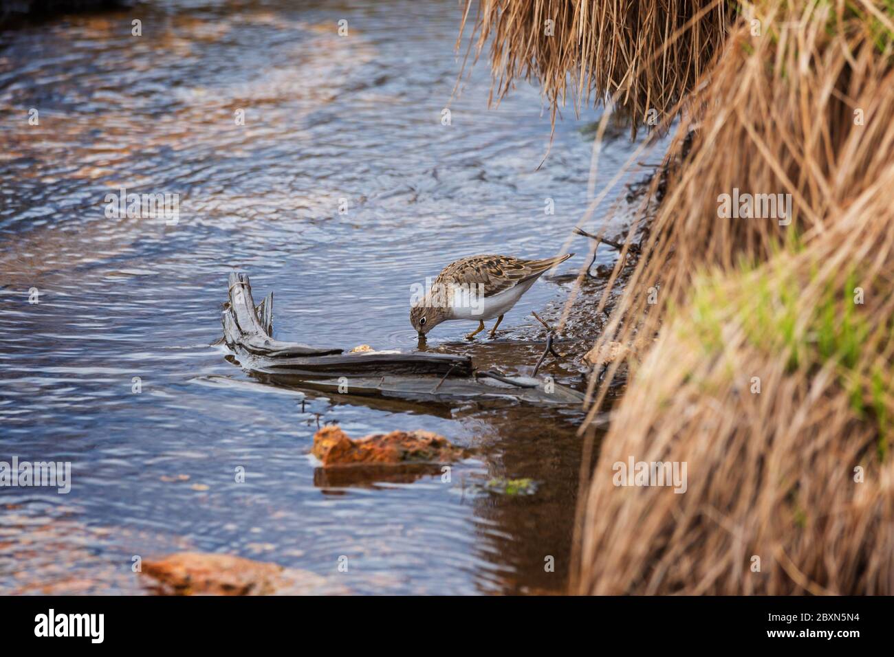 A small sandpiper searches for food on a bog among tussocks of grass Stock Photo