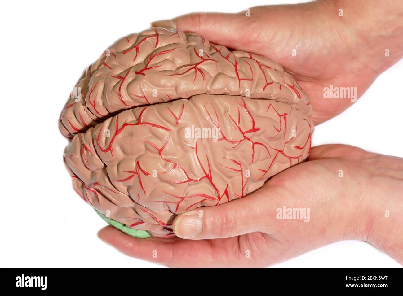 Human brain Stock Photo - Alamy