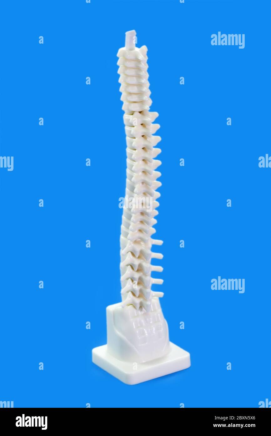 Spinal backbone hi-res stock photography and images - Alamy