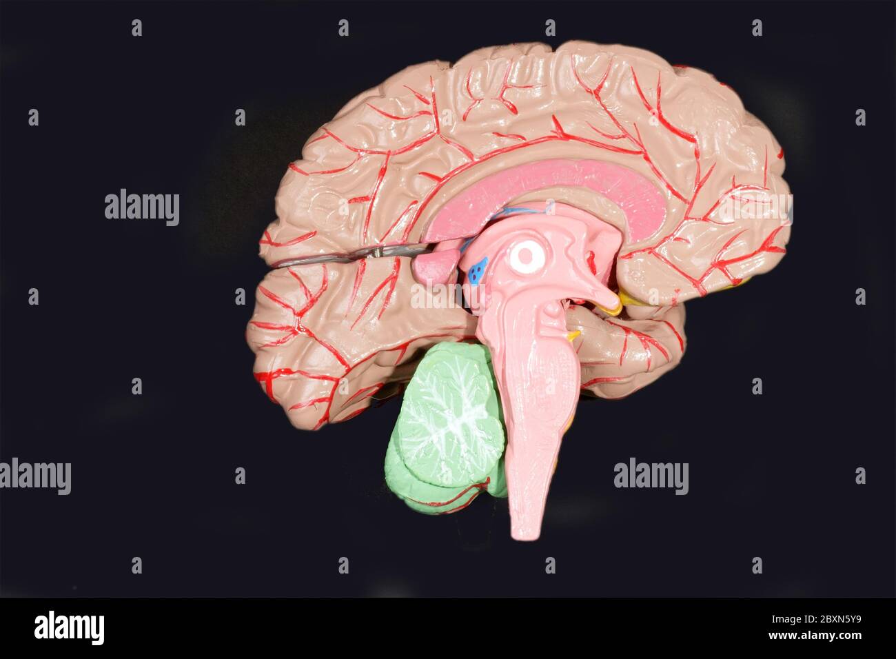 Human brain and brainstem hi-res stock photography and images - Alamy