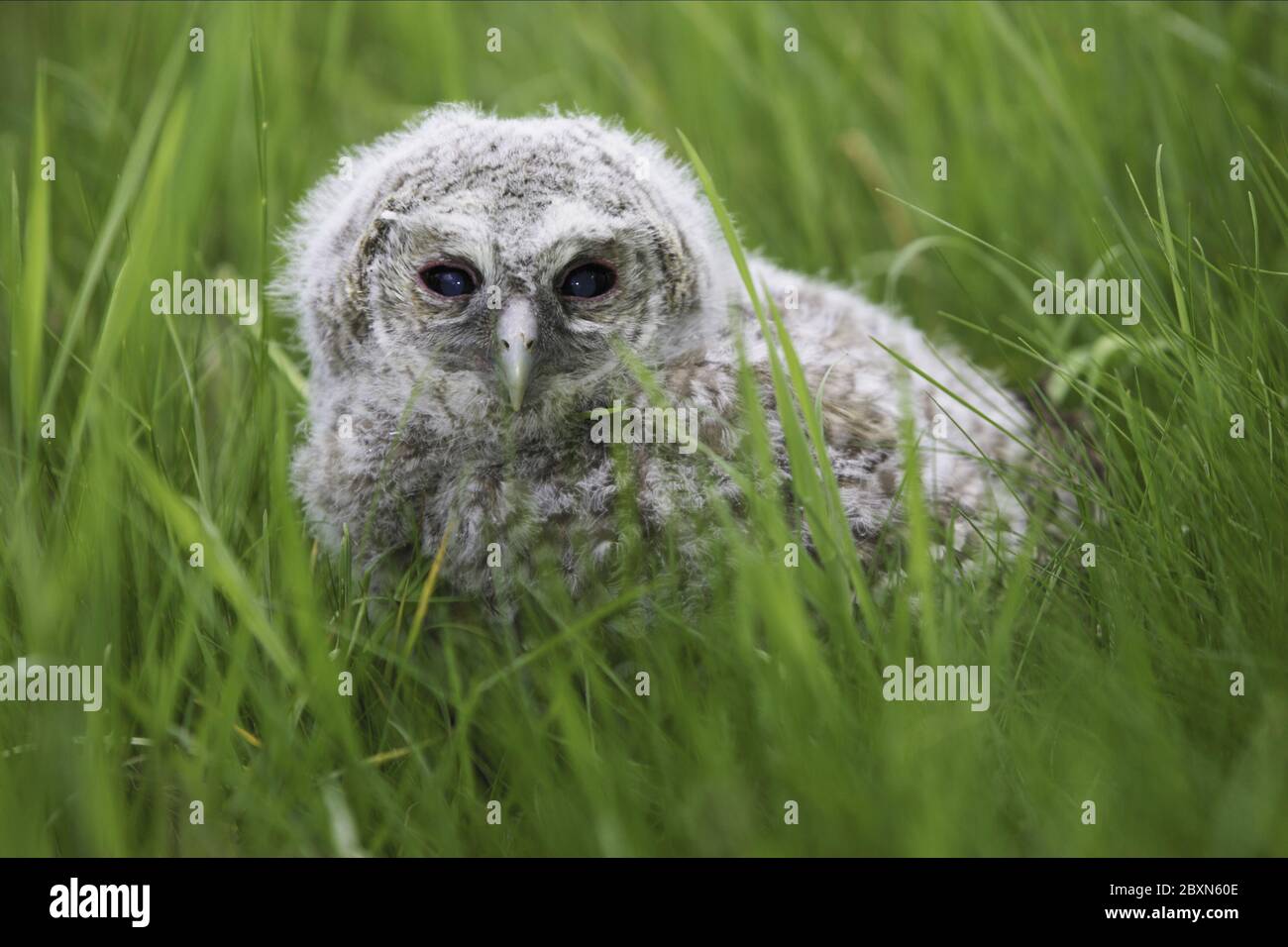 Tawny Owl chick, Strix Aluco, Germany Stock Photo