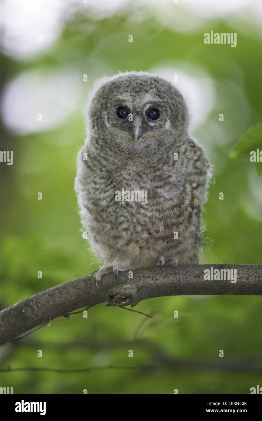 Tawny Owl chick, Strix Aluco, Germany Stock Photo