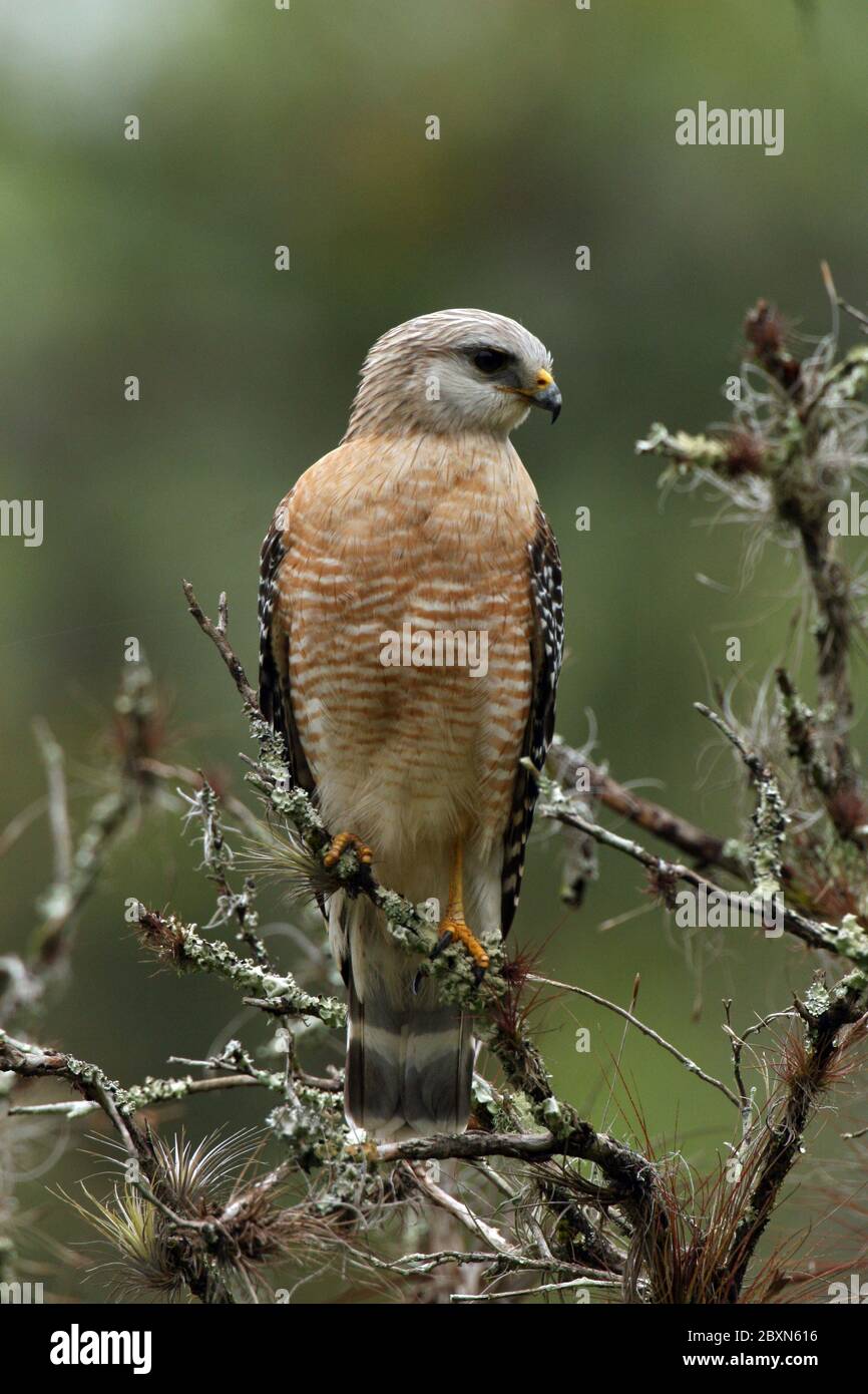 Buteo lineatus, Redshouldered Hawk Stock Photo Alamy