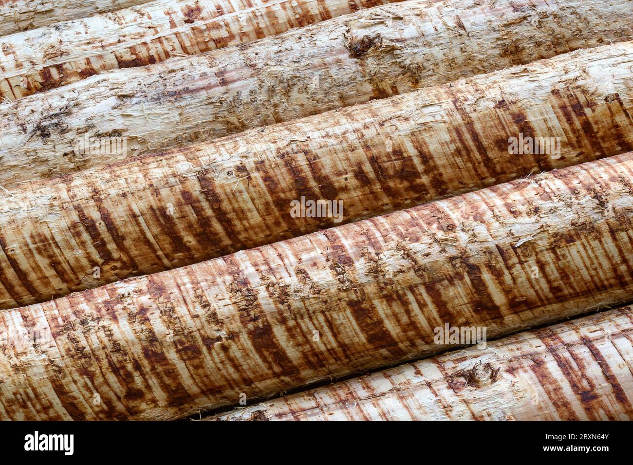Debarked tree trunks. Debarking promotes the drying of the wood. Stock Photo