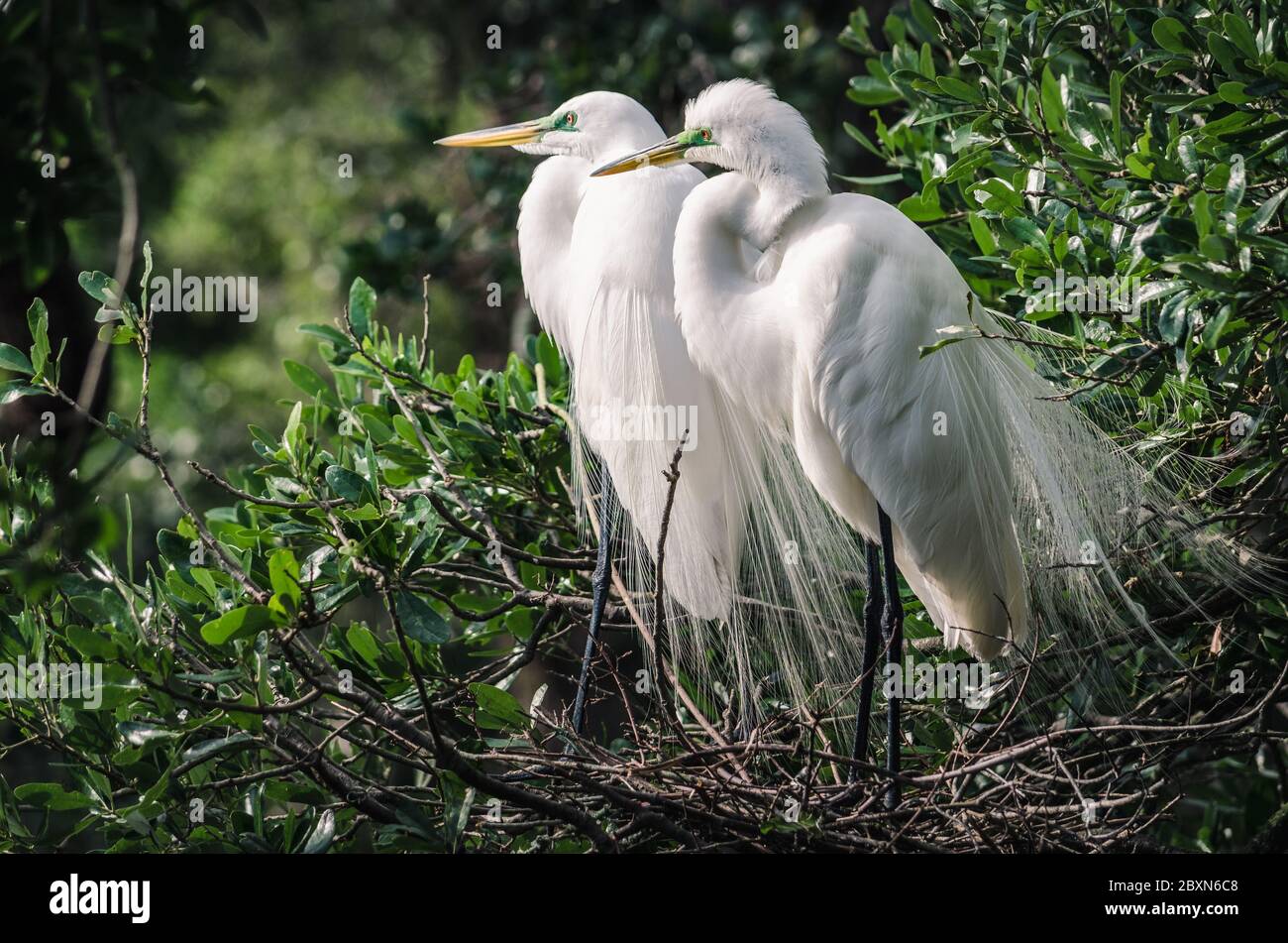 Great egret (Ardea alba) in Florida Stock Photo