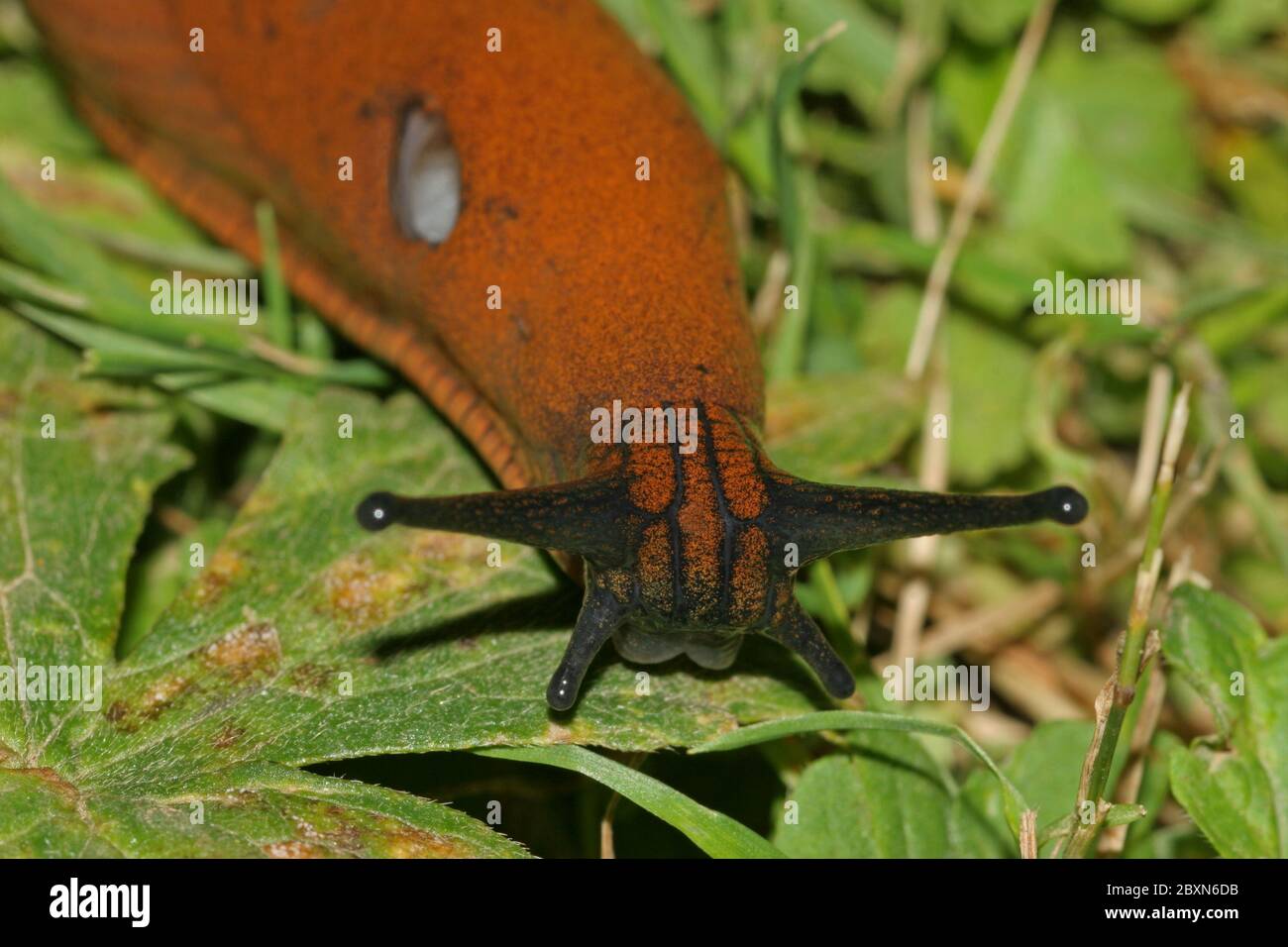 Red Slug 'Arion rufus' Stock Photo