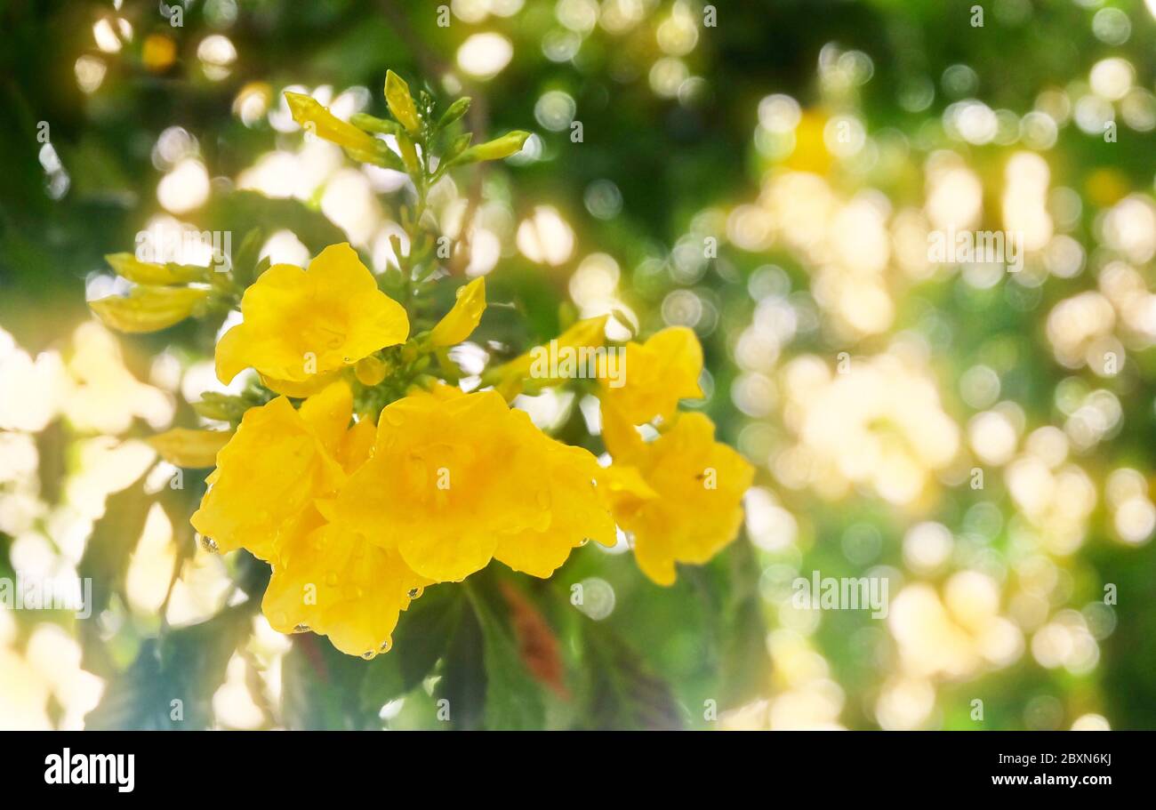 Ginger thomas flower hires stock photography and images Alamy