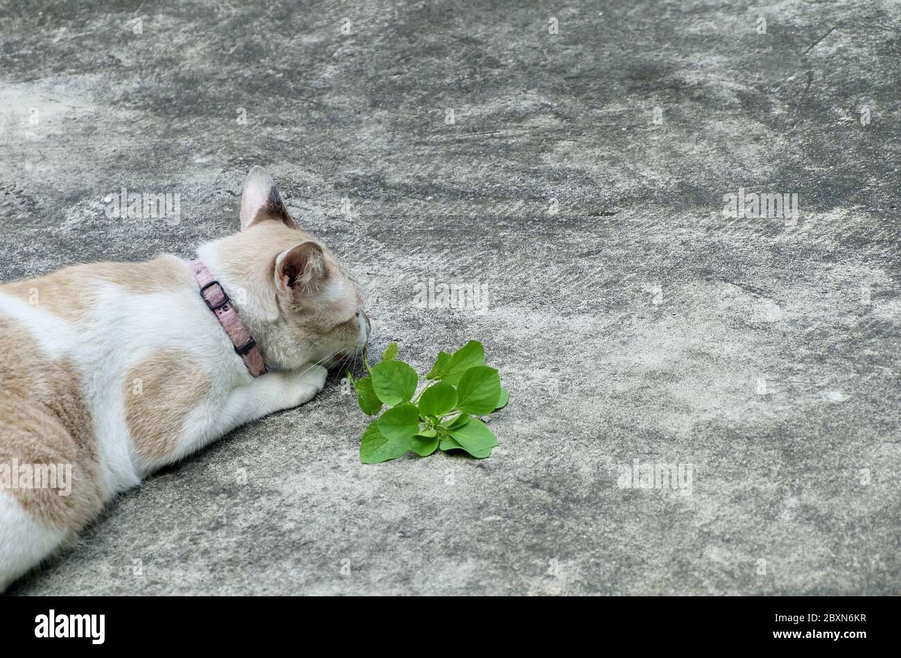 Cat Eating The Root of Indian Acalypha, Three Seeded Mercury or Indian Nettle Seeds. The Root Being Attractive to Domestic Cats Similar to Catnip. Stock Photo