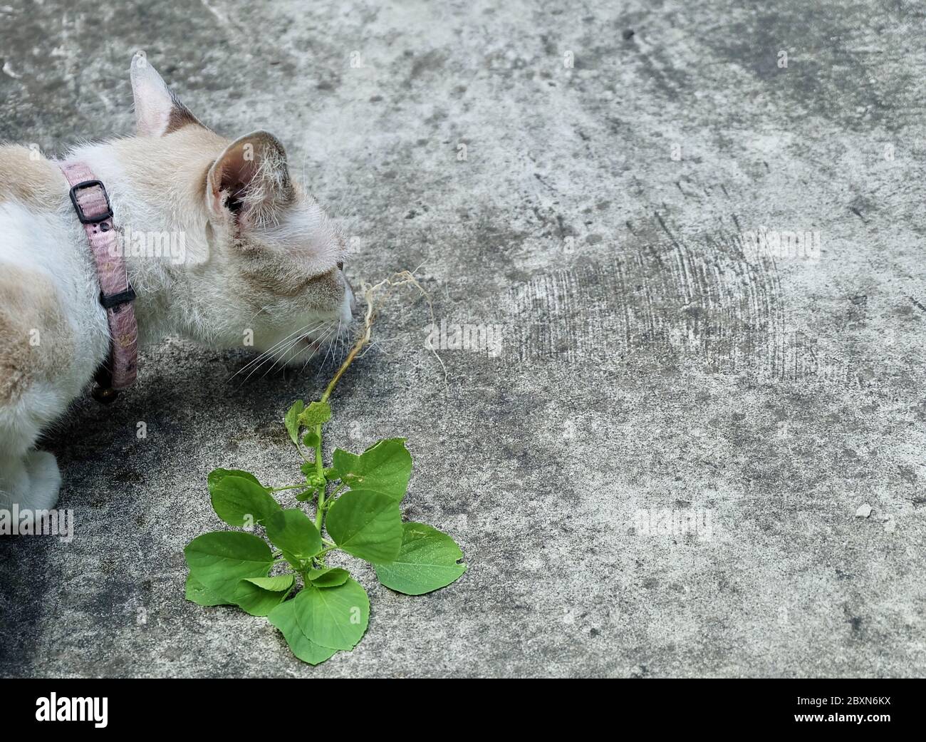 Cat Eating The Root of Indian Acalypha, Three Seeded Mercury or Indian Nettle Seeds. The Root Being Attractive to Domestic Cats Similar to Catnip. Stock Photo