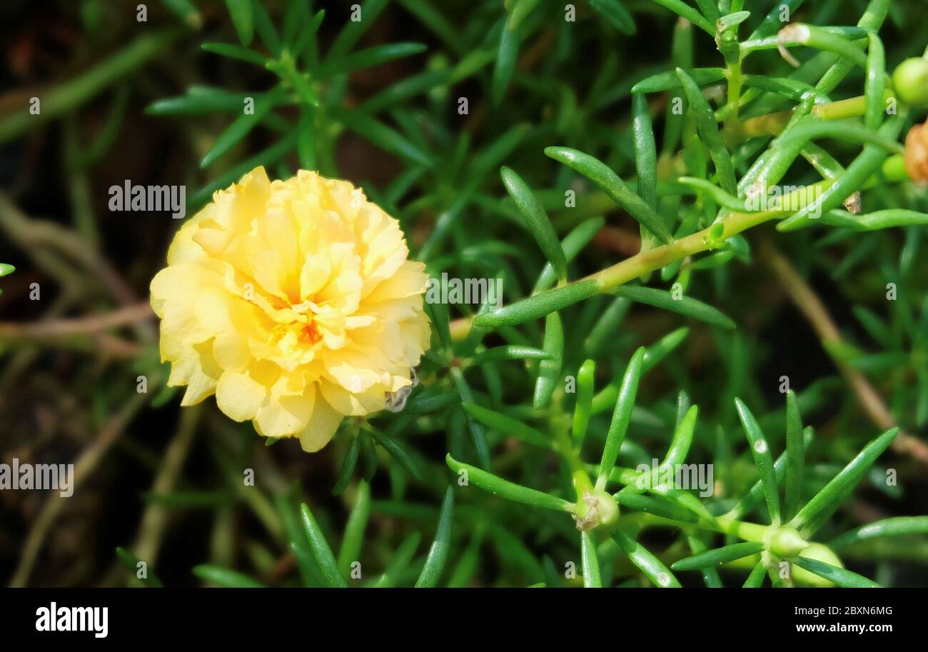 Beautiful Flower Fresh Yellow Purslane Moss Rose Ten O Clock Sun Rose Or Portulaca Grandiflora Flower With Dew Drop Stock Photo Alamy