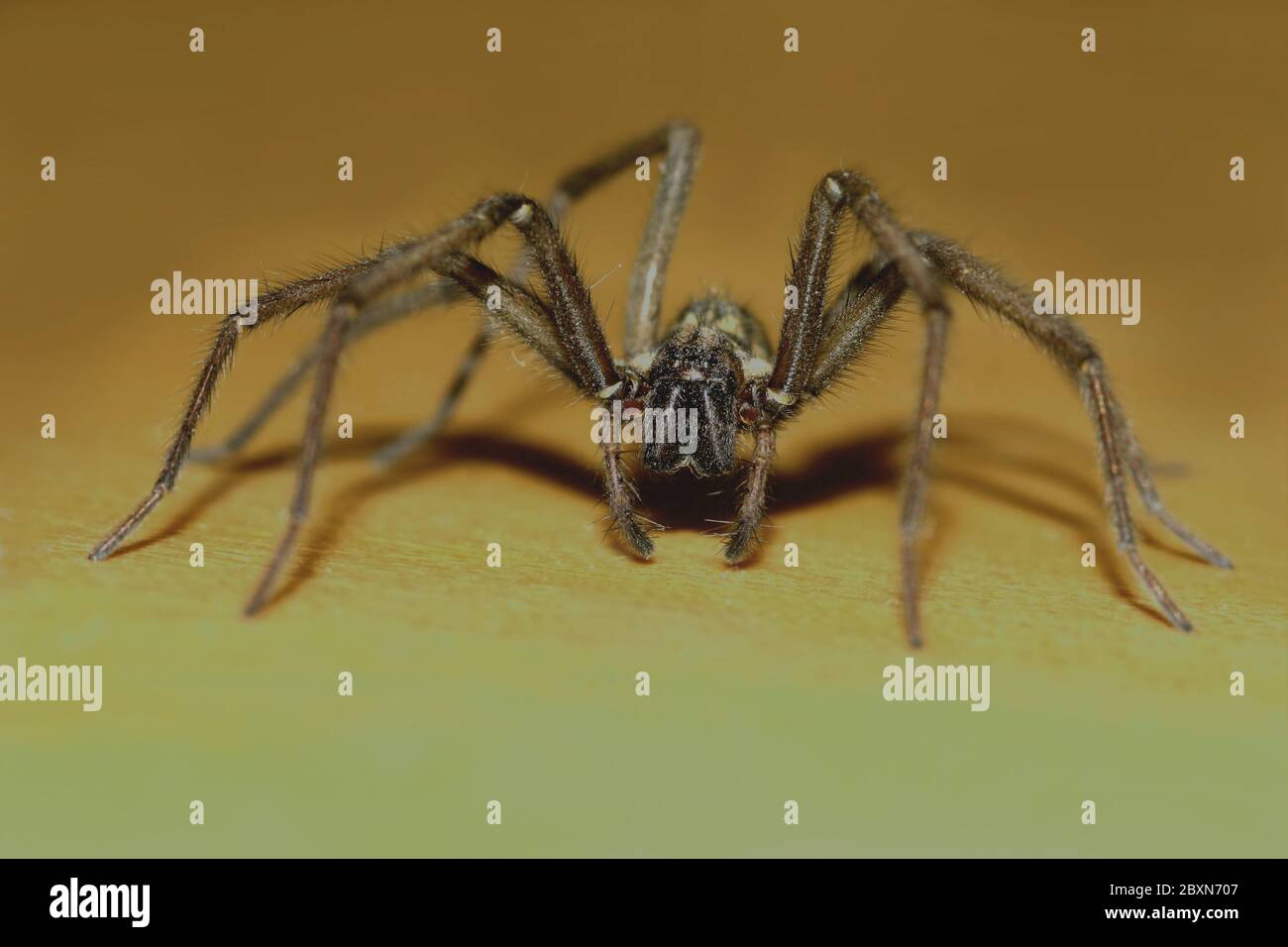 domestic house spider, Tegenaria atrica Stock Photo