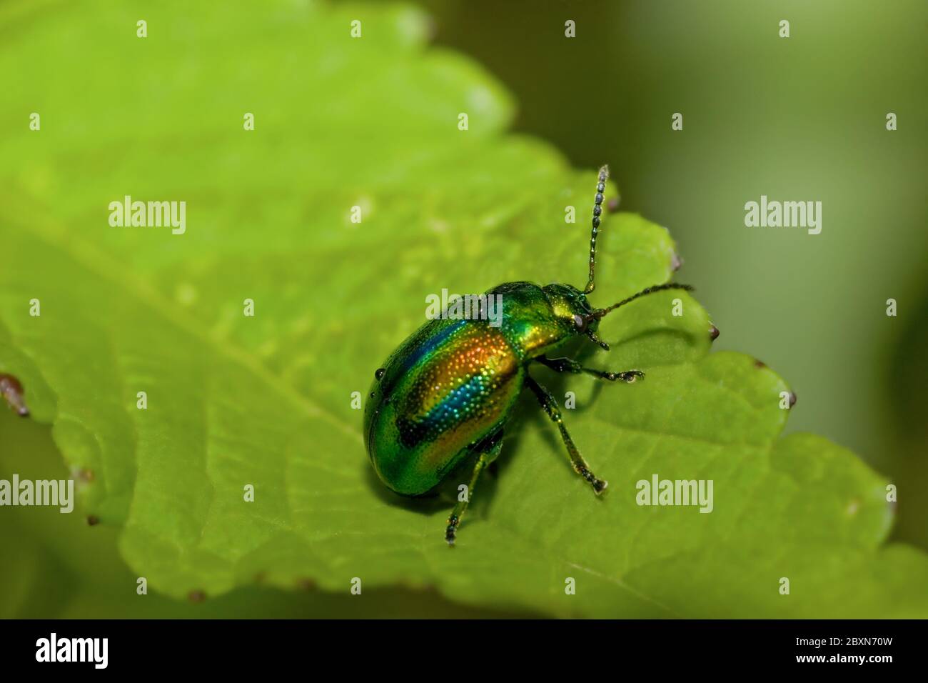 dead-nettle leaf beetle,  Chrysolina fastuosa Stock Photo