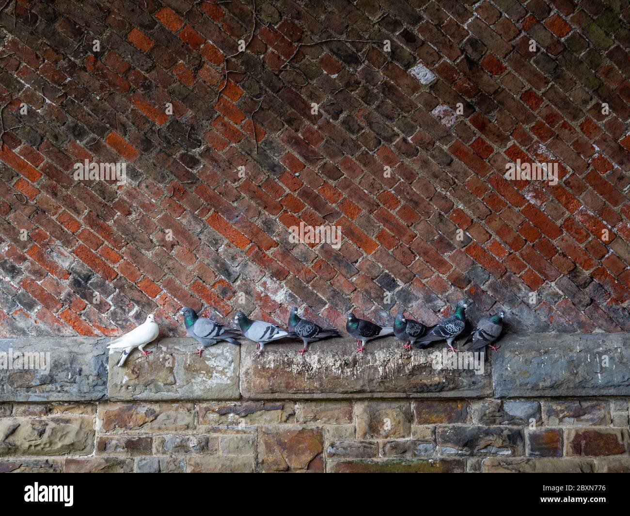 Pigeons shelter under exposed brick vault, arch roof. Timbrel, boveda ceiling. Old railway tunnel. Stock Photo