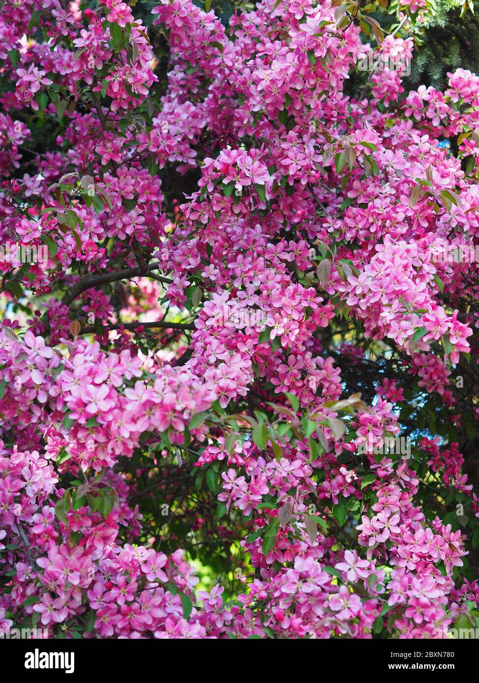 Tree blossoms over blurred nature background. Spring flowers. Spring pink  background with bokeh. Beautiful nature scene with blooming tree and sun  Stock Photo - Alamy, image size:975x1390