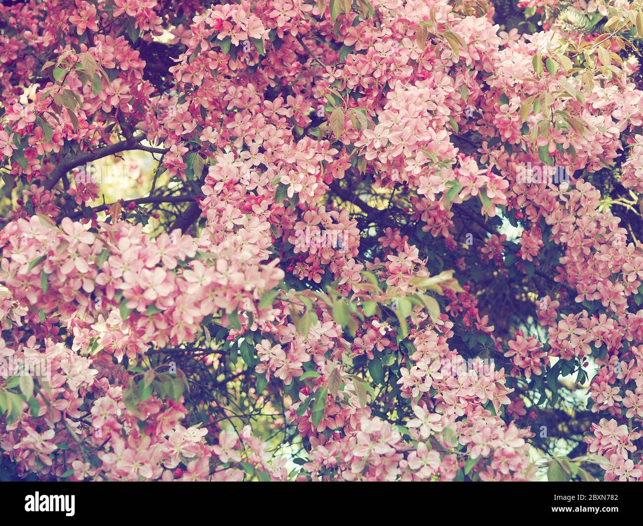 Tree blossoms over blurred nature background. Spring flowers. Spring pink  background with bokeh. Beautiful nature scene with blooming tree and sun  Stock Photo - Alamy, image size:1300x1065