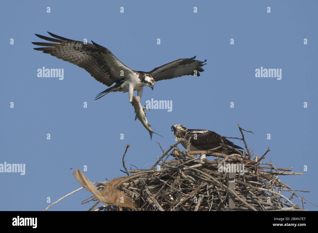 Australian fish eagle hi-res stock photography and images - Alamy