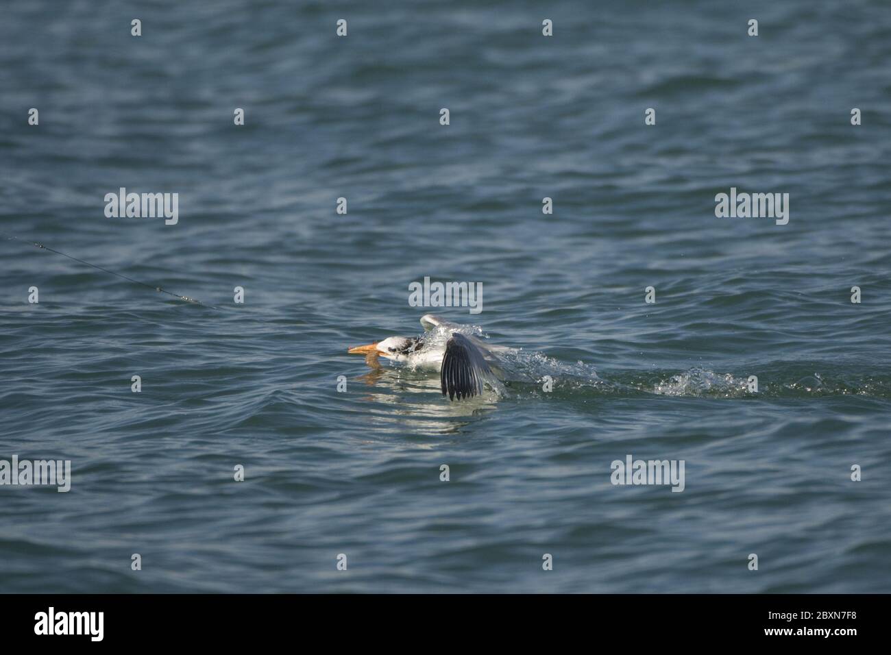 koenigsseeschwalbe, koenigseeschwalbe, koenigs-seeschwalbe, royal tern, tern, thalasseus maximus, Sterna maxima Stock Photo