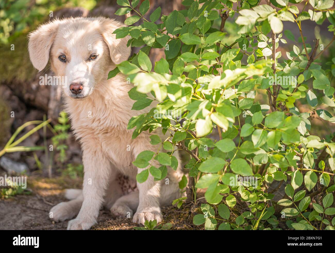 A small dog watches by the bush what is happening in front of him Stock Photo