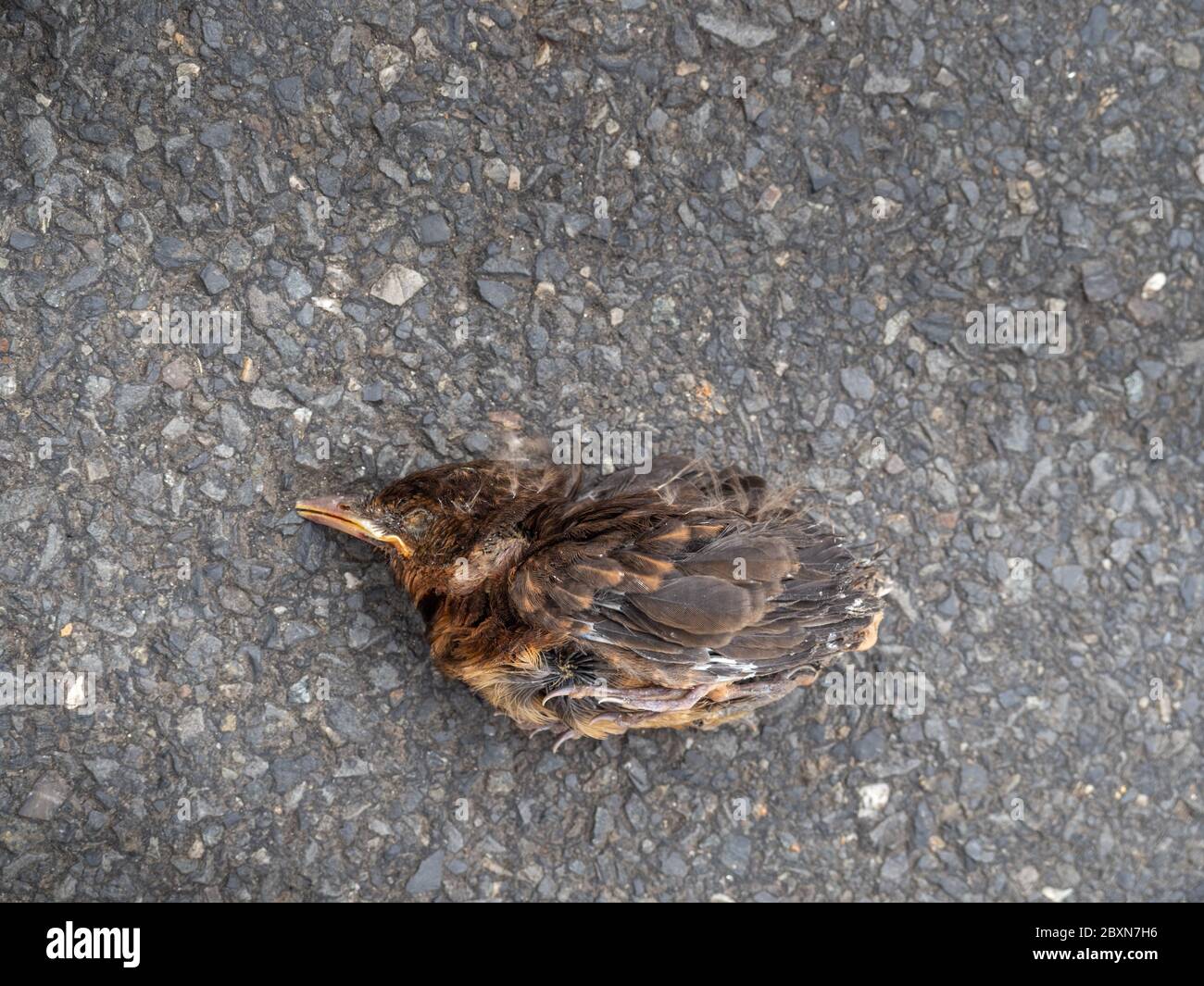 Dead young fledgeling European sparrow. In road. Stock Photo