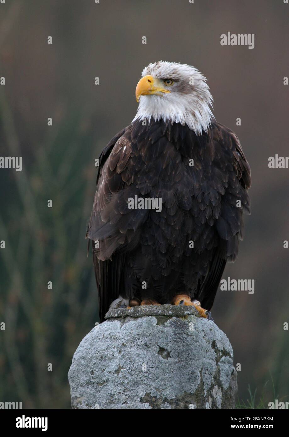 White headed sea eagle hi-res stock photography and images - Alamy