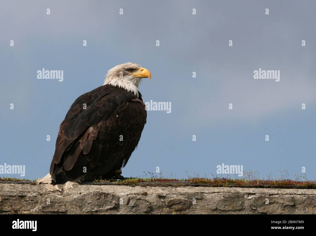 Birds white headed sea hi-res stock photography and images - Alamy