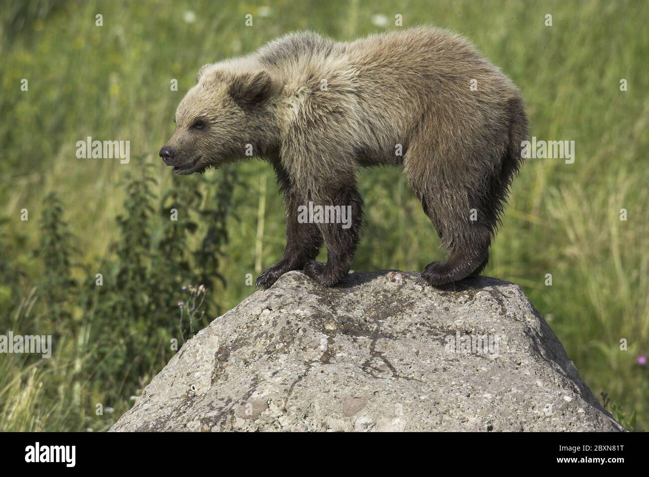 young european brown bear, ursus arctos Stock Photo
