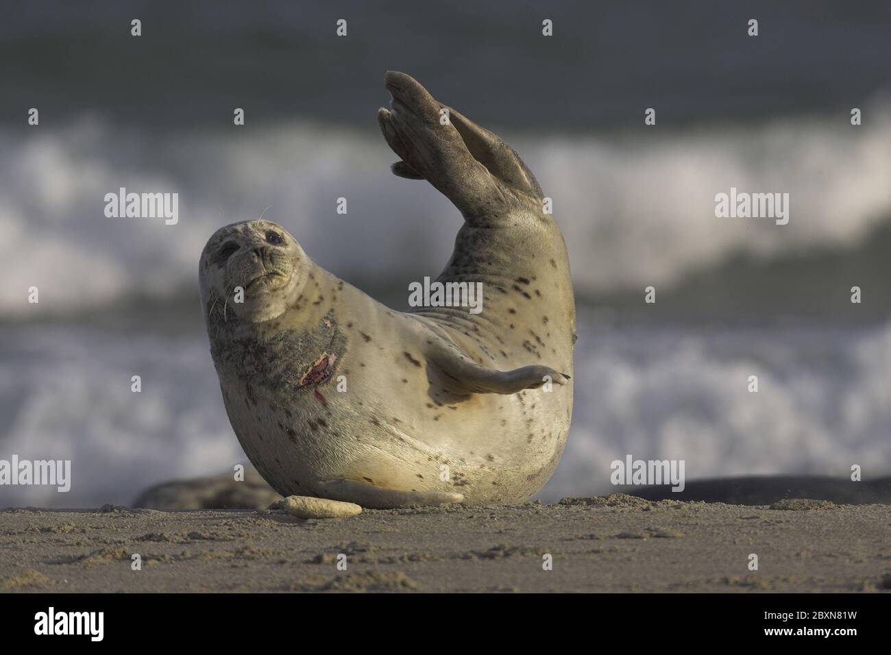 Common Harbour Seal, Phoca vitulina, North Sea, Germany Stock Photo
