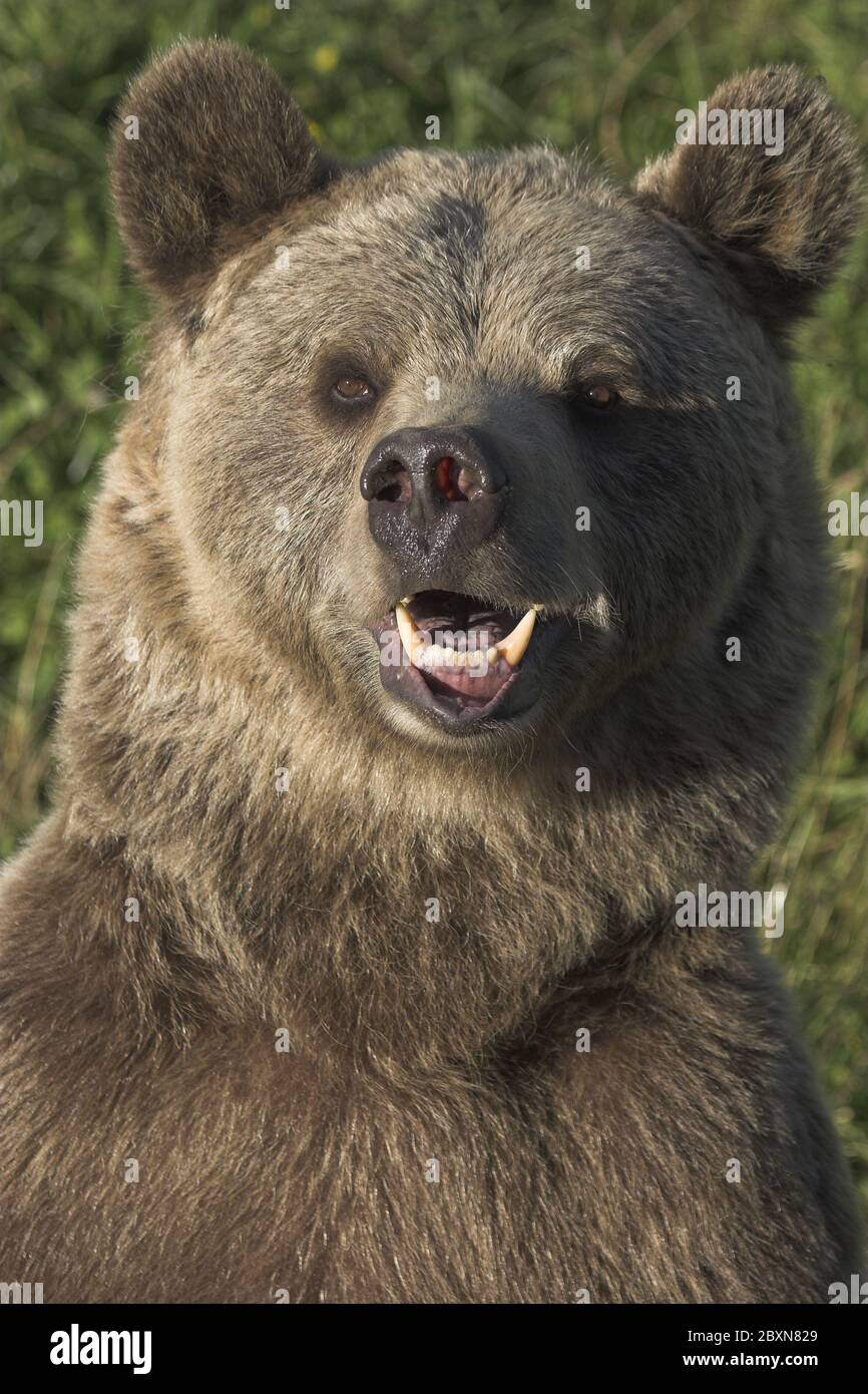 young european brown bear, ursus arctos Stock Photo - Alamy