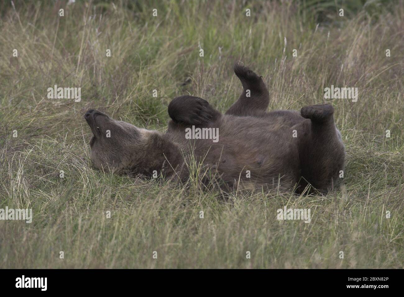 young european brown bear, ursus arctos Stock Photo