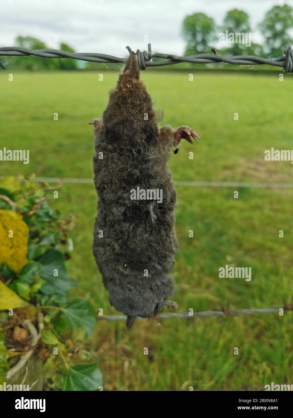 Dead mole hanging on fence to be counted fby land owner for payment to mole catcher, Cheshire, UK Stock Photo
