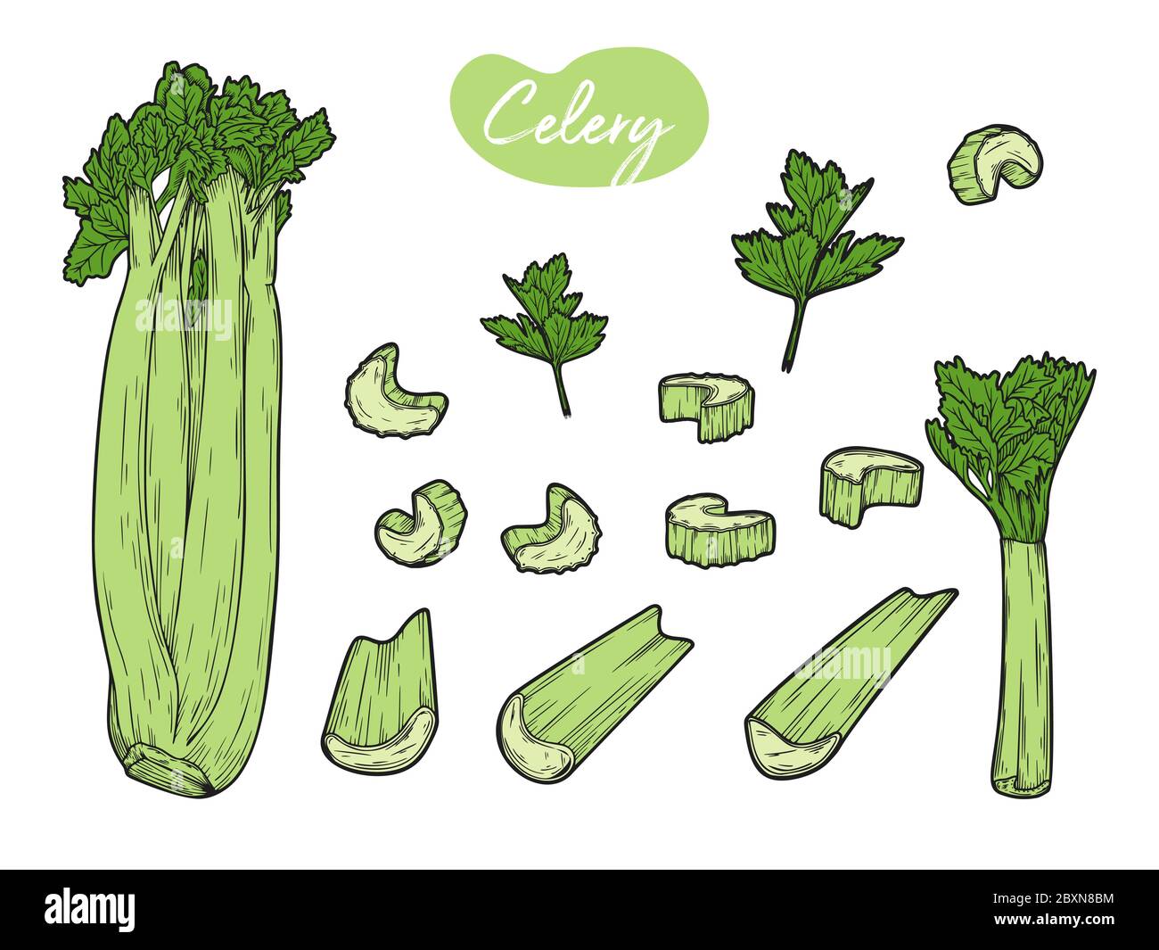 Celery is isolated on a white background. Vector illustration in sketch  style Stock Vector Image & Art - Alamy