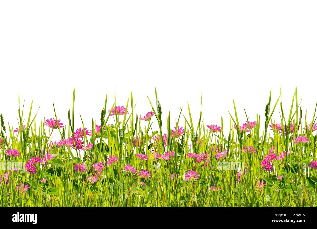 Green grass and wild flowers isolated on white background Stock Photo ...