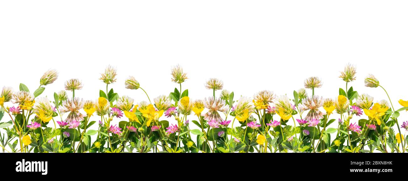Wild flowers border isolated on white background Stock Photo